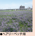 ヘアリーベッチ畑
