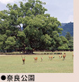 奈良公園